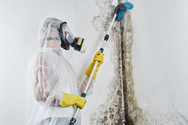 Best Emergency Mold Removal  in Independence, OH