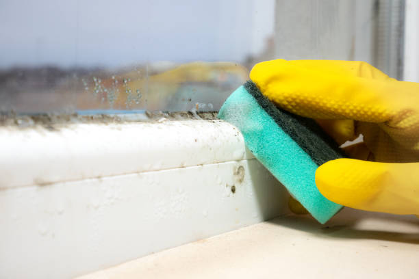 Best Certified Mold Removal  in Independence, OH