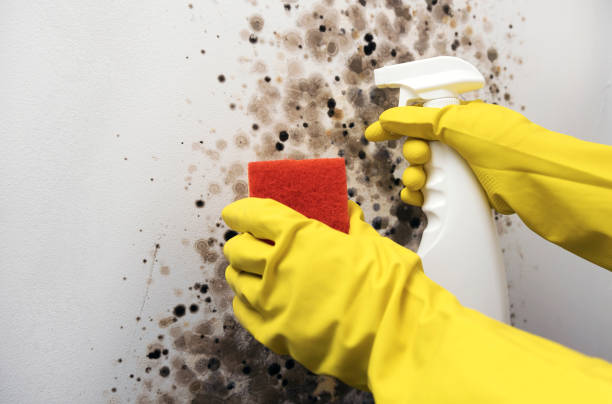 Best Black Mold Removal  in Independence, OH