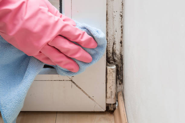 Best Residential Mold Removal  in Independence, OH