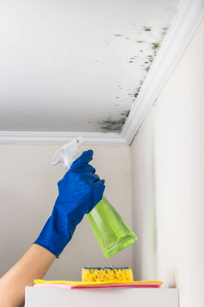 Best Mold Testing  in Independence, OH