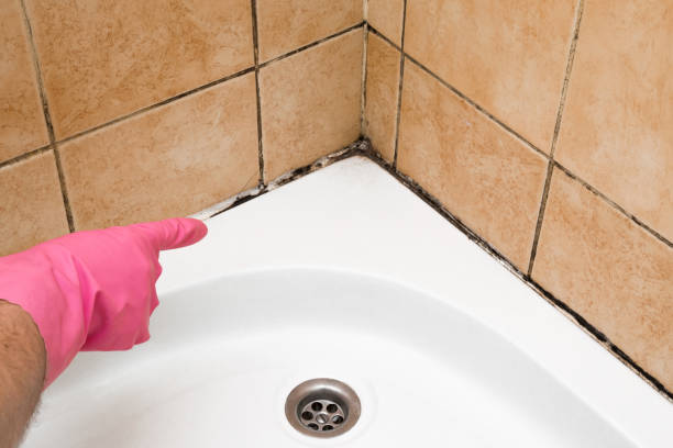 Best Crawl Space Mold Removal  in Independence, OH